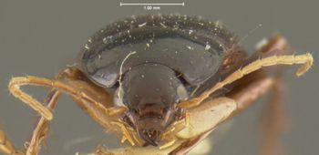 Media type: image;   Entomology 28681 Aspect: head frontal view